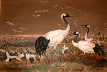 Mantsjoerijse Kraanvogel, ca. 1851-76